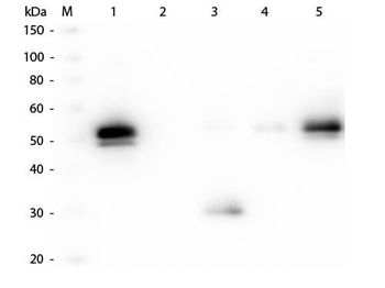 Rabbit IgG Fc Antibody Fluorescein Conjugated Pre-Adsorbed