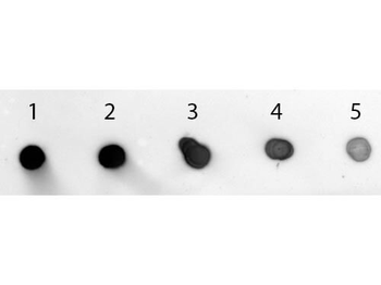 Rabbit IgG (H&L) Antibody Alkaline Phosphatase Conjugated Pre-Adsorbed
