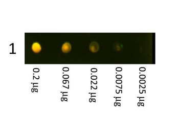 Rabbit IgG (H&L) Antibody Texas Red Conjugated