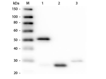 Rabbit IgG (H&L) Antibody Fluorescein Conjugated Pre-Adsorbed