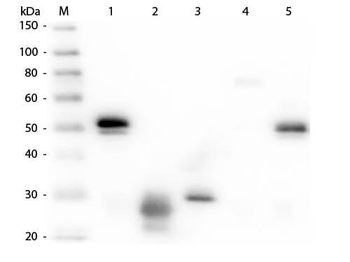 Rabbit IgG (H&L) Antibody Peroxidase Conjugated Pre-Adsorbed