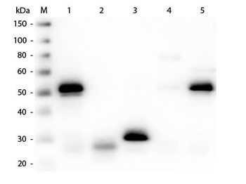 Rabbit IgG (H&L) Antibody Peroxidase Conjugated Pre-Adsorbed