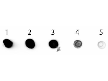 Rabbit IgG (H&L) Antibody Alkaline Phosphatase Conjugated