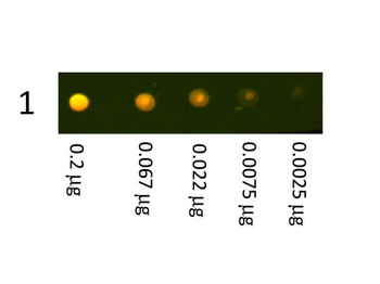 Rabbit IgG (H&L) Antibody Texas Red Conjugated