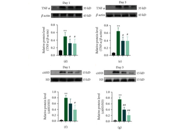Rabbit IgG (H&L) Antibody