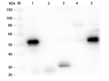 Rabbit IgG (H&L) Antibody Biotin Conjugated