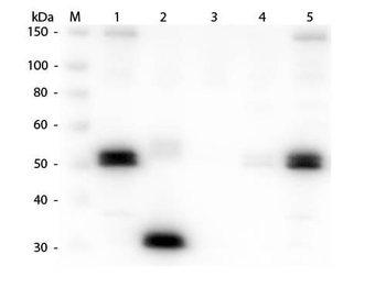Rat IgG Fc Antibody Rhodamine Conjugated
