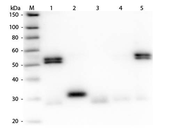 Rat IgG (H&L) Antibody Alkaline Phosphatase Conjugated Pre-Adsorbed