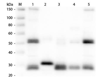 Rat IgG (H&L) Antibody Texas Red Conjugated