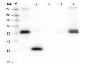 Rat IgG Fc Antibody Rhodamine Conjugated