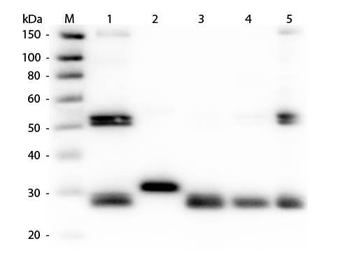 Rat IgG (H&L) Antibody Texas Red Conjugated Pre-Adsorbed