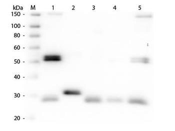 Rat IgG (H&L) Antibody Peroxidase Conjugated