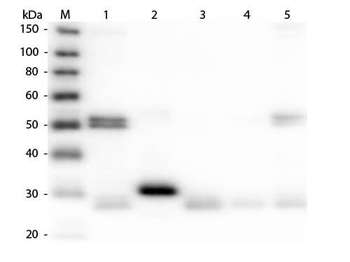 Rat IgG (H&L) Antibody Texas Red Conjugated