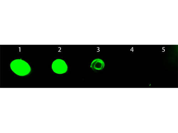 Rat IgG (H&L) Antibody Fluorescein Conjugated
