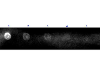 Sheep IgG (H&L) Antibody Rhodamine Conjugated