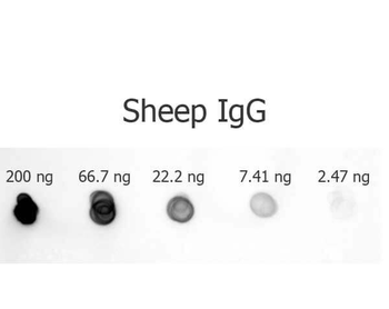 Sheep IgG (H&L) Antibody Alkaline Phosphatase Conjugated
