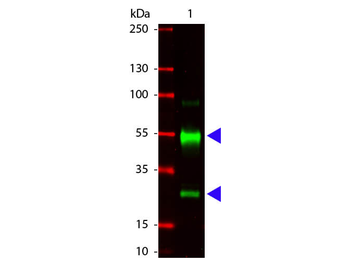 Swine IgG (H&L) Antibody