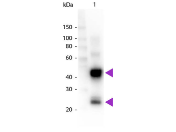 Swine IgG (H&L) Antibody Peroxidase Conjugated