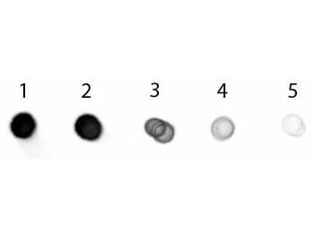 Swine IgG (H&L) Antibody Alkaline Phosphatase Conjugated