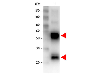Swine IgG (H&L) Antibody Biotin Conjugated