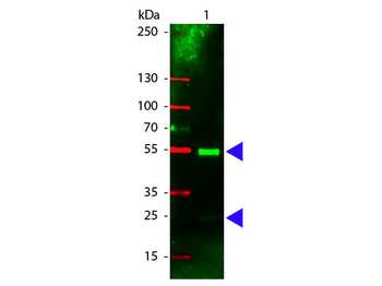 Swine IgG (H&L) Antibody Rhodamine Conjugated