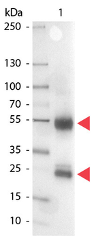 Swine IgG (H&L) Antibody Alkaline Phosphatase Conjugated