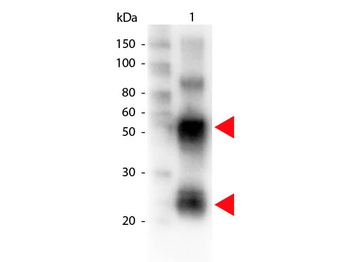 Swine IgG (H&L) Antibody Biotin Conjugated