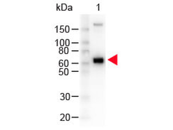 Monkey IgM mu Antibody Peroxidase Conjugated