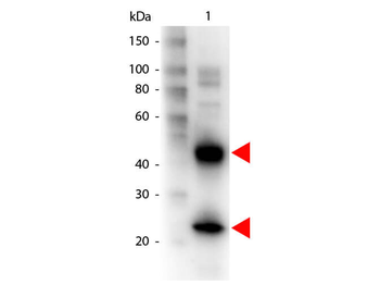 Armenian Hamster IgG (H&L) Secondary Antibody Biotin Conjugated