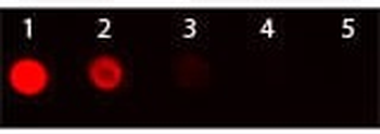 Armenian Hamster IgG (H&L) Secondary Antibody Texas Red Conjugated