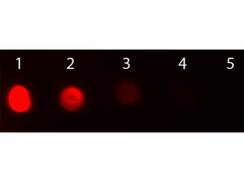 F(ab')2 Bovine IgG (H&L) Antibody Texas Red Conjugated