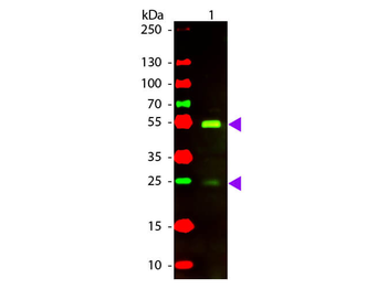 F(ab')2 Dog IgG (H&L) Antibody Texas Red Conjugated