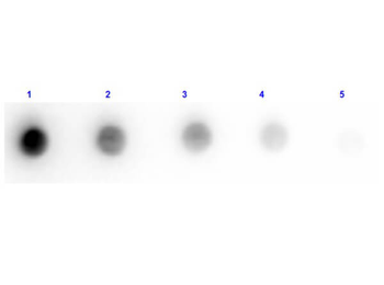 F(ab')2 Goat IgG (H&L) Antibody Pre-Adsorbed