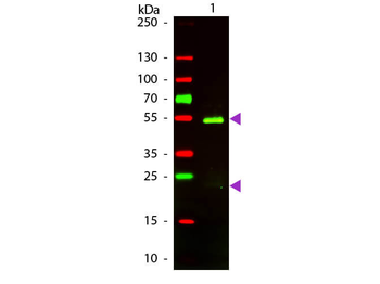 F(ab')2 Golden Syrian Hamster IgG (H&L) Antibody Texas Red Conjugated