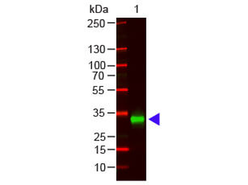 F(ab')2 Human IgG Fc AntibodyPre-Adsorbed