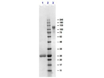 F(ab')2 Human IgG F(ab')2 Antibody Pre-Adsorbed