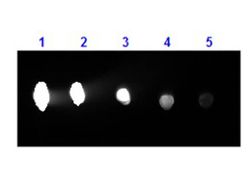 F(ab')2 Human IgG (H&L) Antibody Phycoerythrin Conjugated Pre-Adsorbed