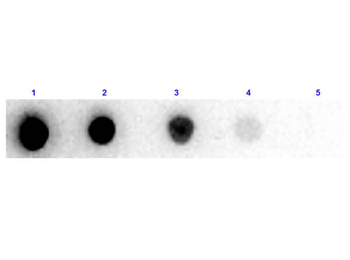 F(ab')2 Mouse IgG (H&L) Antibody