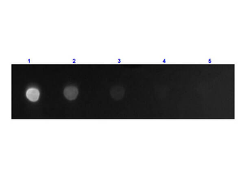 F(ab')2 Mouse IgG Fc Antibody Fluorescein Conjugated Pre-Adsorbed
