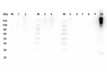 F(ab')2 Mouse IgG (H&L) Antibody Peroxidase Conjugated Pre-Adsorbed