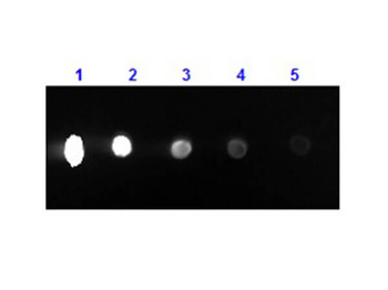 F(ab')2 Mouse IgG (H&L) Antibody Phycoerythrin Conjugated Pre-Adsorbed