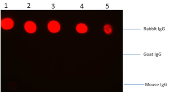 F(ab')2 Rabbit IgG (H&L) Antibody Phycoerythrin conjugated