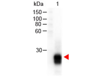 F(ab')2 Rabbit IgG F(ab')2 Antibody Peroxidase Conjugated Pre-Adsorbed