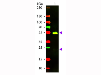 F(ab')2 Rabbit IgG (H&L) Antibody Texas Red Conjugated Pre-Adsorbed