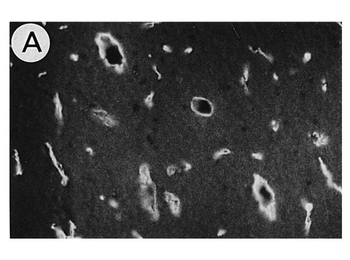 F(ab')2 Rat IgG Fc Antibody Rhodamine Conjugated Pre-Adsorbed