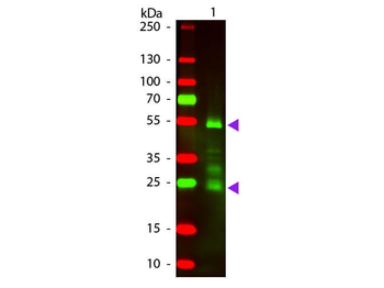 F(ab')2 Rat IgG (H&L) Antibody Texas Red Conjugated Pre-Adsorbed