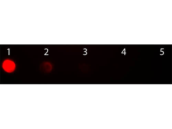 F(ab')2 Sheep IgG (H&L) Antibody Rhodamine Conjugated