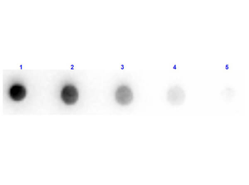 F(ab')2 Sheep IgG (H&L) Antibody Pre-Adsorbed