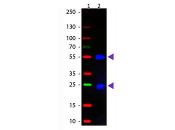 Fab Goat IgG (H&L) Antibody Fluorescein Conjugated