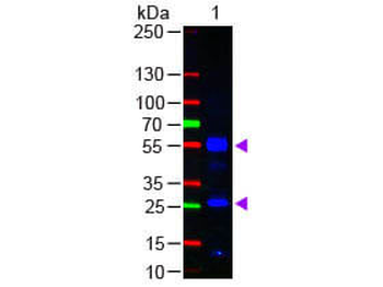 Fab Human IgG (H&L) Antibody Fluorescein Conjugated